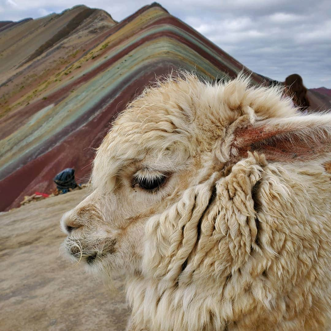 ジョリン・ツァイさんのインスタグラム写真 - (ジョリン・ツァイInstagram)「回到大地媽媽的懷抱～  特別難忘一路歡心嘴角上揚的自己 #登山樂 #breathtaking #peru #cusco #machupicchu  #rainbowmountain」5月13日 9時16分 - jolin_cai