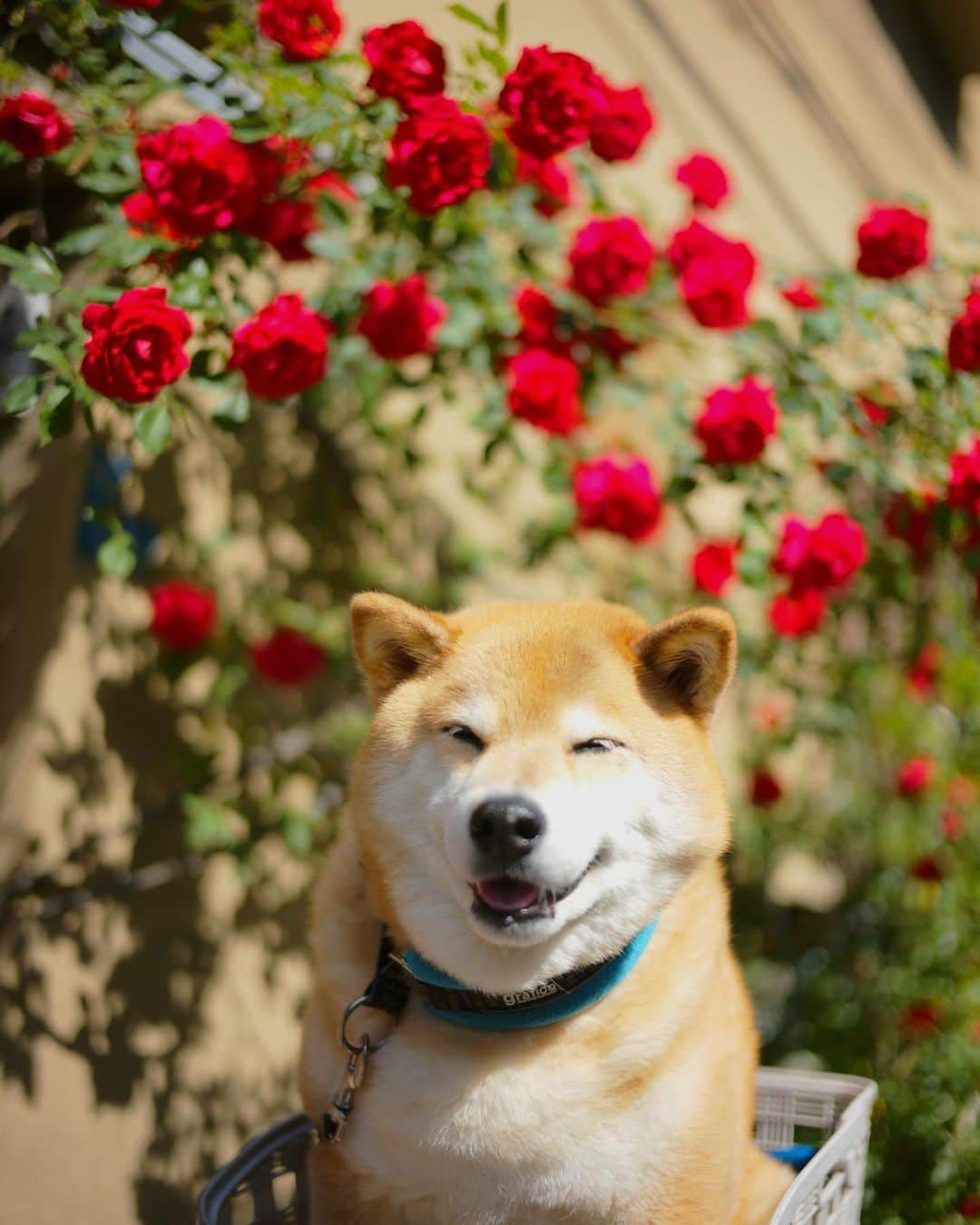 まる（まるたろう）さんのインスタグラム写真 - (まる（まるたろう）Instagram)「Be smiling on Monday✨🐶😁✨今週も柴って行こ〜ぜ！ #少女漫画の背景的な #ベルサイユのまる #まるカル #白馬に乗って登場する感じ出てるでしょ #月曜日は笑顔で頑張る日」5月13日 9時35分 - marutaro