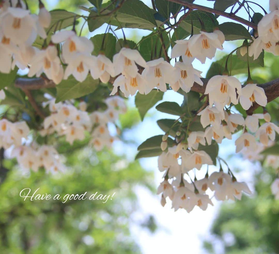 雑誌『花時間』さんのインスタグラム写真 - (雑誌『花時間』Instagram)「おはようございます。初夏に咲く木の花には、白い花が多いように思いませんか？  ニセアカシア、ミカン、マヤボウシ…そして、このpicはエゴノキの花。東京では、今ちょうど可憐な花をいっせいに咲かせています。枝からぶら下がって咲く様子は、ちょっとさくらんぼ🍒みたい？  花が終わったあとの実はオリーブに似ています。香りがよく、庭木としても人気のエゴノキ。道を歩いていて白い花が落ちていたら、見上げてくださいな。雪色の花のシャワーに出会えるかもしれませんよ。では、今週も元気smile😊😊😊で頑張りましょう！  お花屋さんの皆さま、母の日ウィークお疲れさまでした💖 by ピーターパン  #hana #flower #flowers #flowerslovers #flowerstagram #花時間 #花時間2019  #花好き #花藝 #花好きな人と繋がりたい #花が好きな人と繋がりたい #花のある生活 #花のある暮らし #エゴノキ #エゴノキの花 #Japanesesnowbell  #初夏の花 #花散歩  #白い花が好き #botanicallife #花屋さんへ行こう」5月13日 9時36分 - hanajikan_magazine