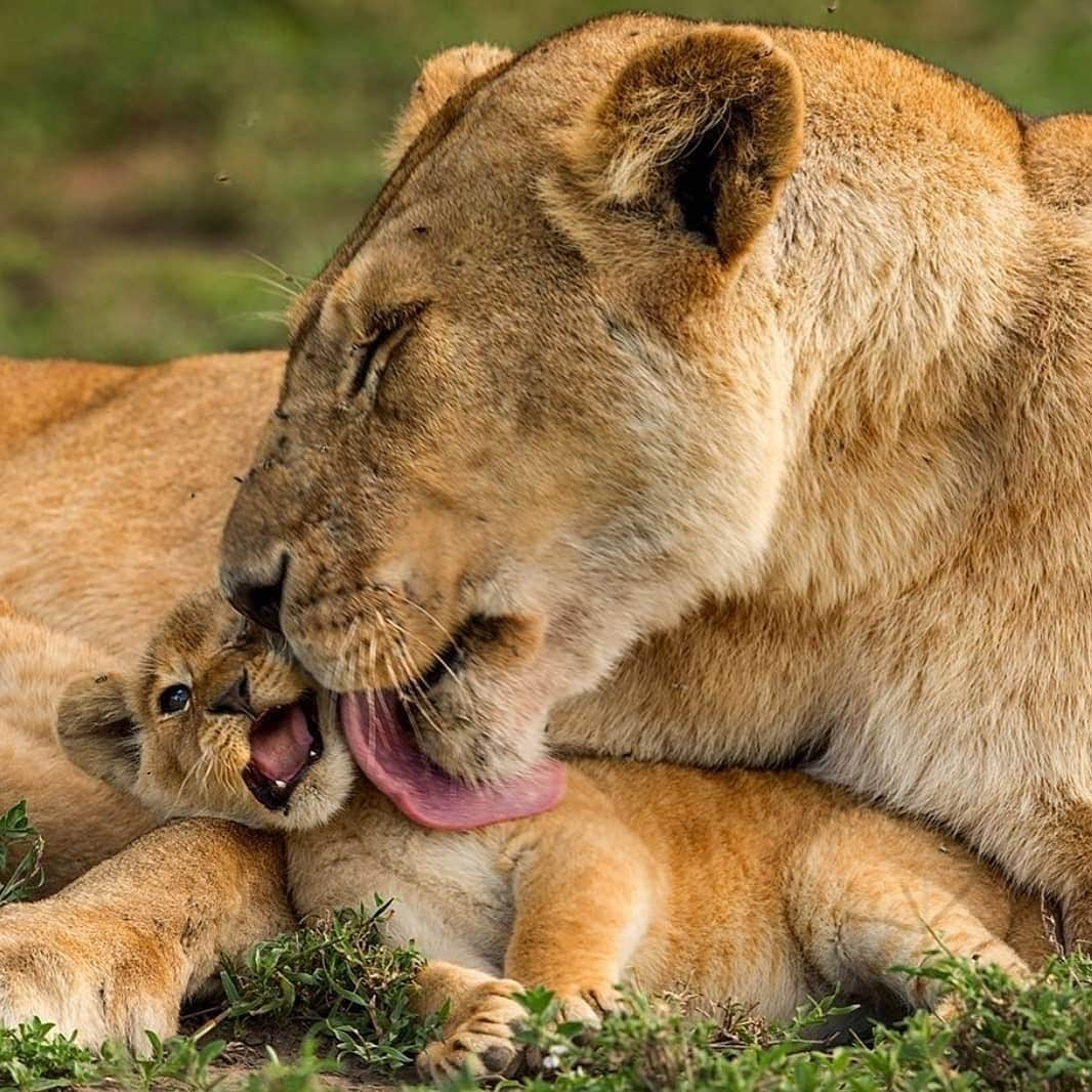 Earth Picsさんのインスタグラム写真 - (Earth PicsInstagram)「Happy Mother’s Day 🦁 Photo by @roiegalitz」5月13日 9時54分 - earthpix