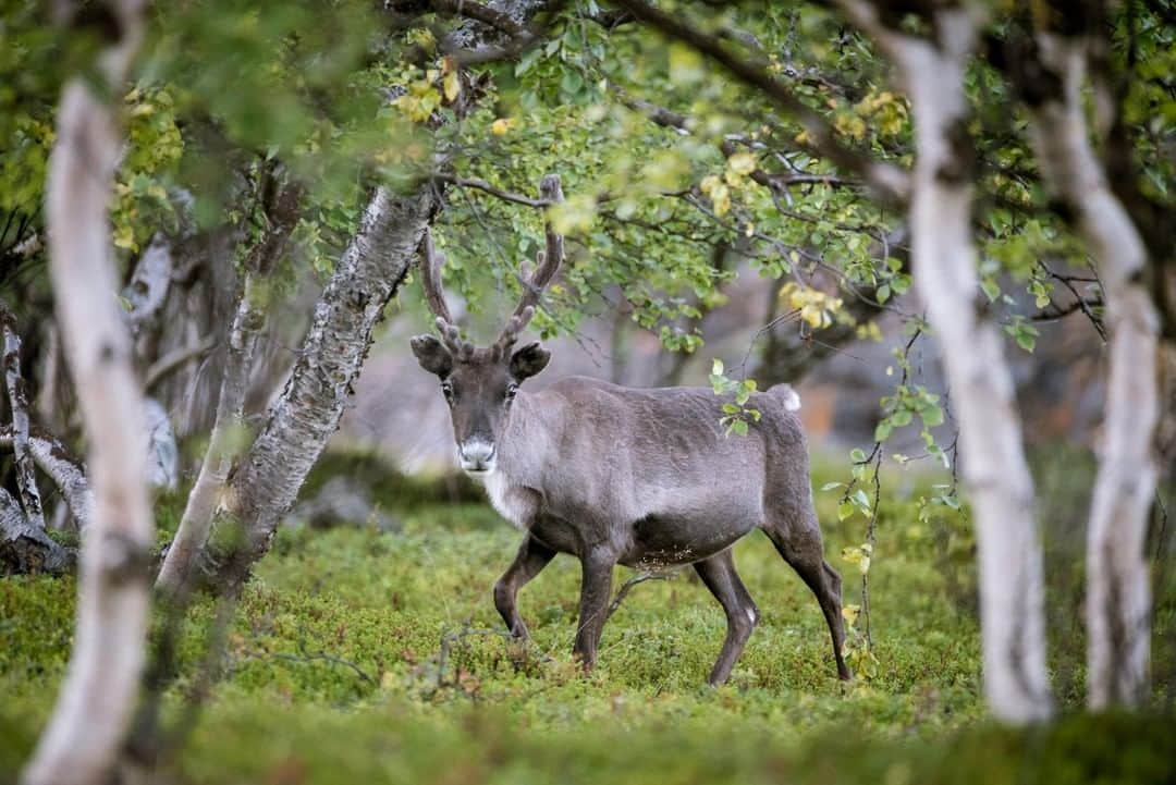 National Geographic Travelさんのインスタグラム写真 - (National Geographic TravelInstagram)「Photo by @kiliiiyuyan | A shy lone reindeer peeks out from between birch trees in the Finnish taiga. Reindeer have been herded and managed by the indigenous Sami for millennia, a prototype for sustainable land management across the Arctic. Follow me, @kiliiiyuyan, for more from the Arctic and beyond. #finland #indigenous #arctic」5月13日 10時09分 - natgeotravel