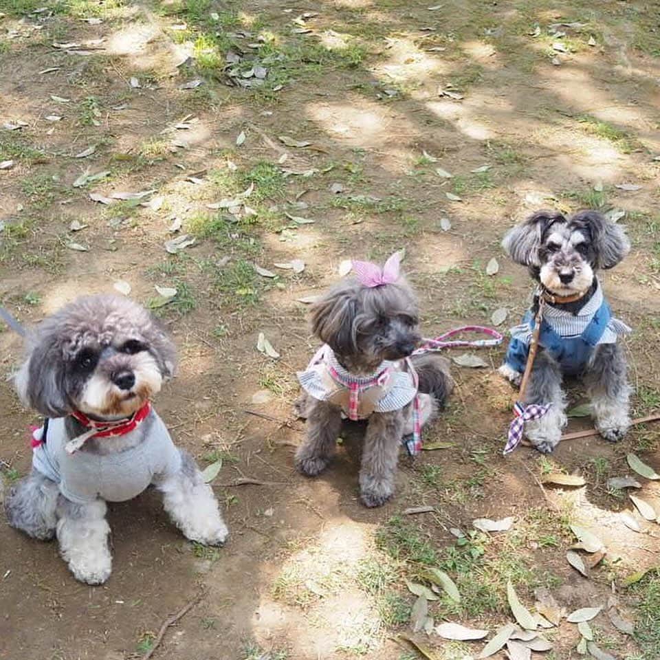 Sayuri（岸岡小百合）さんのインスタグラム写真 - (Sayuri（岸岡小百合）Instagram)「* 昨日は愛犬を連れて #こもれびの森イバライド に行ってきました😊 * お花も沢山咲いていて、シュナウザーもたくさんw さすが #髭犬祭 * 沢山のシュナちゃんと、お花に癒されました❤️ #髭犬祭 #こもれびの森イバライド  #シュナウザー #東京女子部 #愛犬 #犬スタグラム #ミニチュアシュナウザー」5月13日 10時40分 - sayuuringo