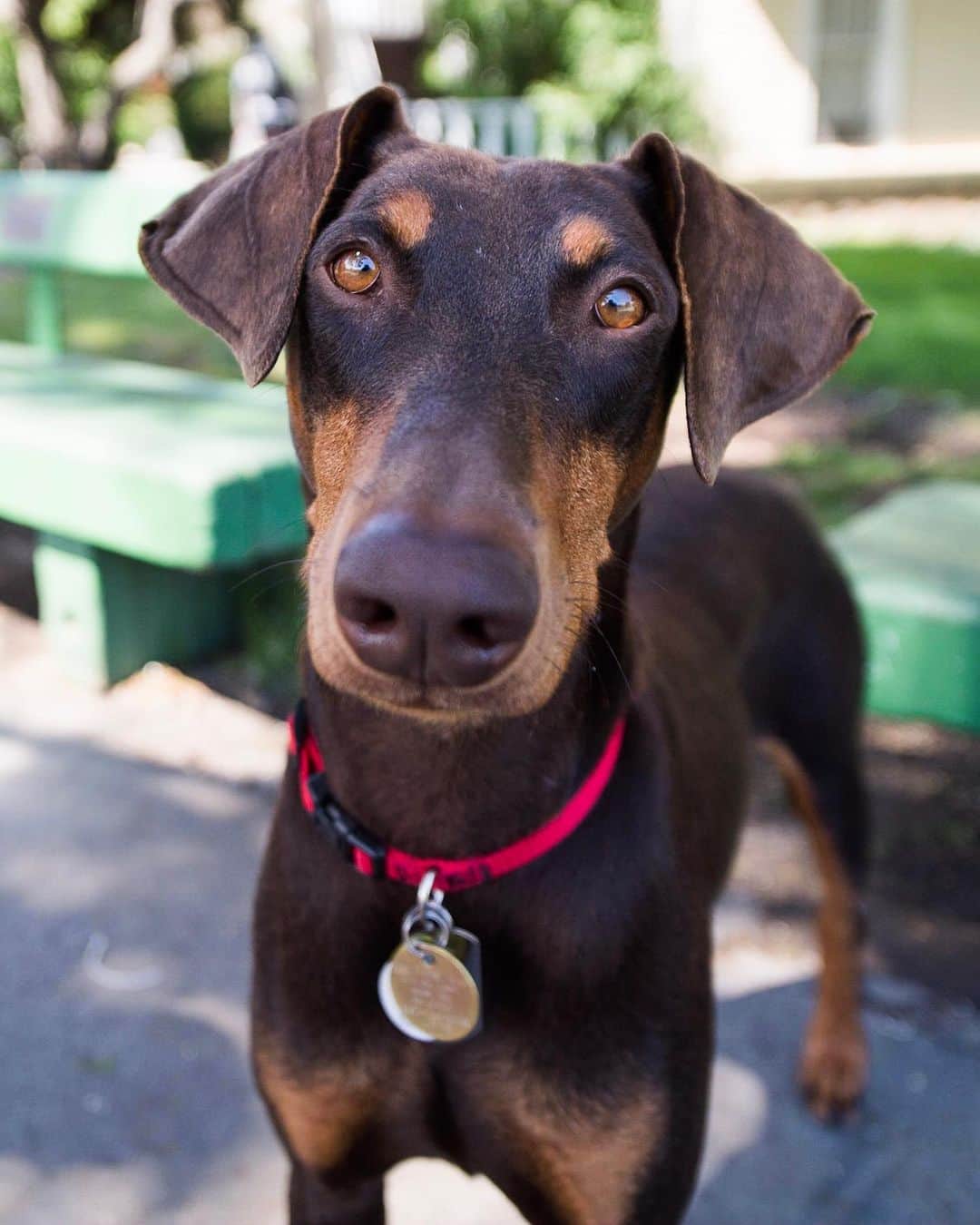 The Dogistさんのインスタグラム写真 - (The DogistInstagram)「Evie, Doberman Pinscher (2 y/o), Duboce Park, San Francisco, CA • “We got her two weeks ago at the @sanfranciscospca . She smacked the glass as we were going to see another dog and that was it. We’re not usually that fickle.”」5月13日 10時57分 - thedogist