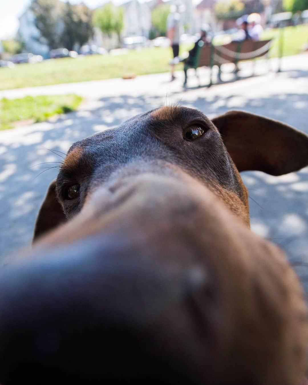 The Dogistさんのインスタグラム写真 - (The DogistInstagram)「Evie, Doberman Pinscher (2 y/o), Duboce Park, San Francisco, CA • “We got her two weeks ago at the @sanfranciscospca . She smacked the glass as we were going to see another dog and that was it. We’re not usually that fickle.”」5月13日 10時57分 - thedogist