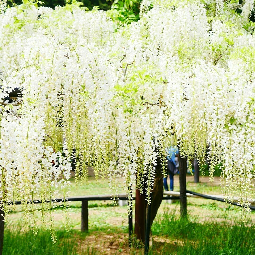 兵庫県さんのインスタグラム写真 - (兵庫県Instagram)「兵庫県公式インスタグラム『love_hyogo』です。  love_hyogoでは皆さんが#lovehyogo のハッシュタグを付けて投稿していただいた写真から素敵な写真をご紹介させていただきます。  本日のピックアップは @takanori1525 さんのお写真です👑 ハッシュタグをつけての投稿ありがとうございます🙏  写真は朝来市の『白井大町藤公園』です📷  写真を眺めているだけで、ふわりと甘い香りを想像してしまいます✨ 枝垂れ梅や枝垂れ桜、そして藤の花房と、様々な花が降り注ぐ様は日本の美しさの1つですね✨😊✨ 白井藤公園は山陰随一の藤公園で、紫や白、ピンクの藤の花房を楽しむことができます。 ライトアップはもう終わってしまいましたが、今年は5月16日迄開園するそうです。 皆様、ぜひ今のうちに足をお運び下さい❗ 詳しくはホームページをご覧ください→http://www.oomachi.info/  兵庫にまつわる投稿は#lovehyogo のハッシュタグをお願いします👈  #兵庫県#兵庫#lovehyogo#love_hyogo#photooftheday#followme#白井藤公園#朝来市#藤#藤公園#自慢したい兵庫の景色」5月13日 11時47分 - love_hyogo