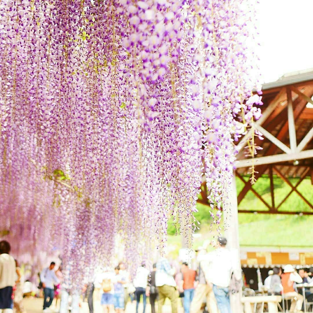 兵庫県さんのインスタグラム写真 - (兵庫県Instagram)「兵庫県公式インスタグラム『love_hyogo』です。  love_hyogoでは皆さんが#lovehyogo のハッシュタグを付けて投稿していただいた写真から素敵な写真をご紹介させていただきます。  本日のピックアップは @takanori1525 さんのお写真です👑 ハッシュタグをつけての投稿ありがとうございます🙏  写真は朝来市の『白井大町藤公園』です📷  写真を眺めているだけで、ふわりと甘い香りを想像してしまいます✨ 枝垂れ梅や枝垂れ桜、そして藤の花房と、様々な花が降り注ぐ様は日本の美しさの1つですね✨😊✨ 白井藤公園は山陰随一の藤公園で、紫や白、ピンクの藤の花房を楽しむことができます。 ライトアップはもう終わってしまいましたが、今年は5月16日迄開園するそうです。 皆様、ぜひ今のうちに足をお運び下さい❗ 詳しくはホームページをご覧ください→http://www.oomachi.info/  兵庫にまつわる投稿は#lovehyogo のハッシュタグをお願いします👈  #兵庫県#兵庫#lovehyogo#love_hyogo#photooftheday#followme#白井藤公園#朝来市#藤#藤公園#自慢したい兵庫の景色」5月13日 11時47分 - love_hyogo