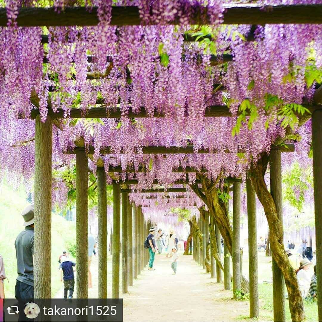 兵庫県さんのインスタグラム写真 - (兵庫県Instagram)「兵庫県公式インスタグラム『love_hyogo』です。  love_hyogoでは皆さんが#lovehyogo のハッシュタグを付けて投稿していただいた写真から素敵な写真をご紹介させていただきます。  本日のピックアップは @takanori1525 さんのお写真です👑 ハッシュタグをつけての投稿ありがとうございます🙏  写真は朝来市の『白井大町藤公園』です📷  写真を眺めているだけで、ふわりと甘い香りを想像してしまいます✨ 枝垂れ梅や枝垂れ桜、そして藤の花房と、様々な花が降り注ぐ様は日本の美しさの1つですね✨😊✨ 白井藤公園は山陰随一の藤公園で、紫や白、ピンクの藤の花房を楽しむことができます。 ライトアップはもう終わってしまいましたが、今年は5月16日迄開園するそうです。 皆様、ぜひ今のうちに足をお運び下さい❗ 詳しくはホームページをご覧ください→http://www.oomachi.info/  兵庫にまつわる投稿は#lovehyogo のハッシュタグをお願いします👈  #兵庫県#兵庫#lovehyogo#love_hyogo#photooftheday#followme#白井藤公園#朝来市#藤#藤公園#自慢したい兵庫の景色」5月13日 11時47分 - love_hyogo