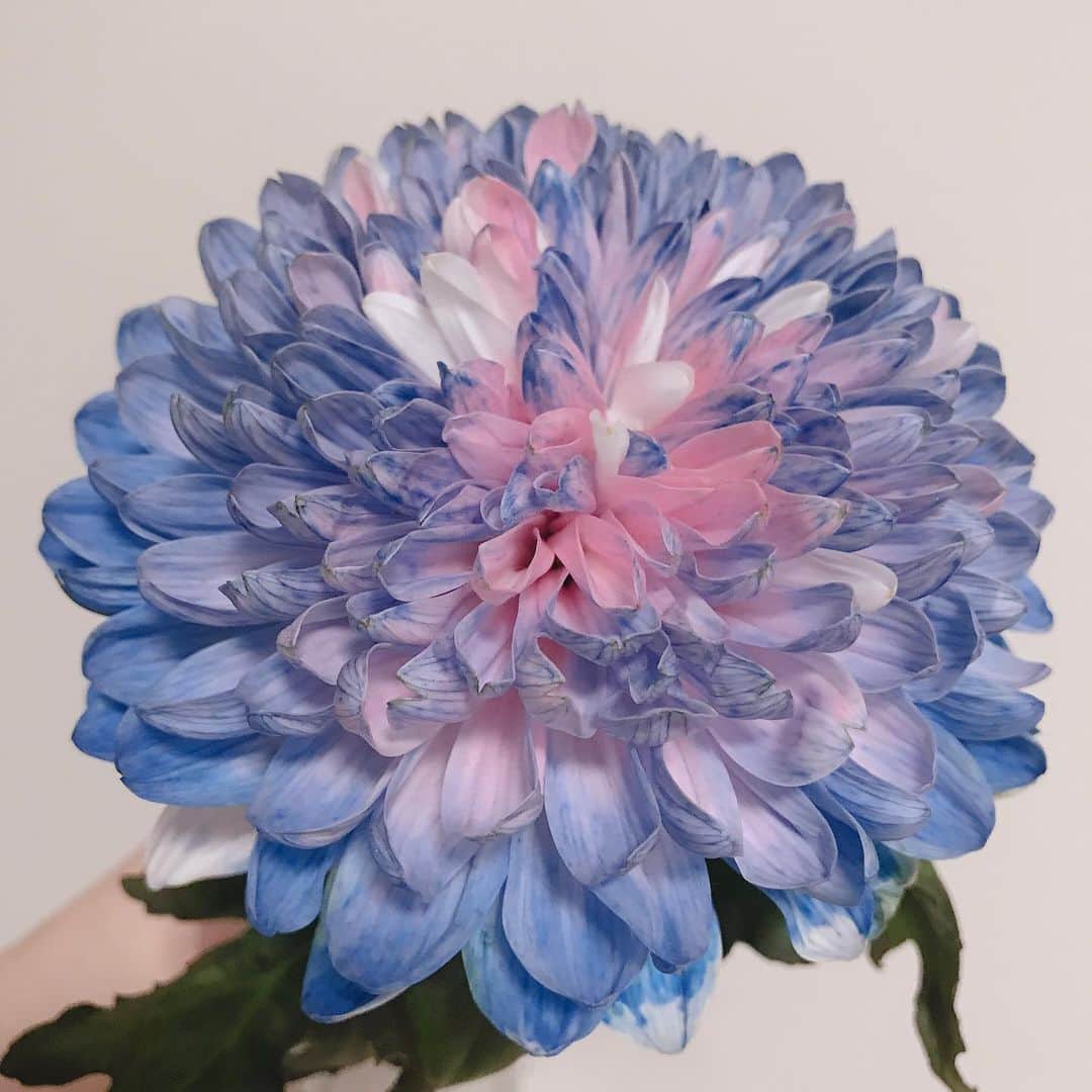 伊藤彩沙さんのインスタグラム写真 - (伊藤彩沙Instagram)「#今週のお花 終わりかけなのですが😢 立派ですね〜大きくて、青からピンクにグラデーションしてるのがツボで選びました😊 絵の具で描いたかのような色の美しさ✨✨」5月13日 11時48分 - ayasacream