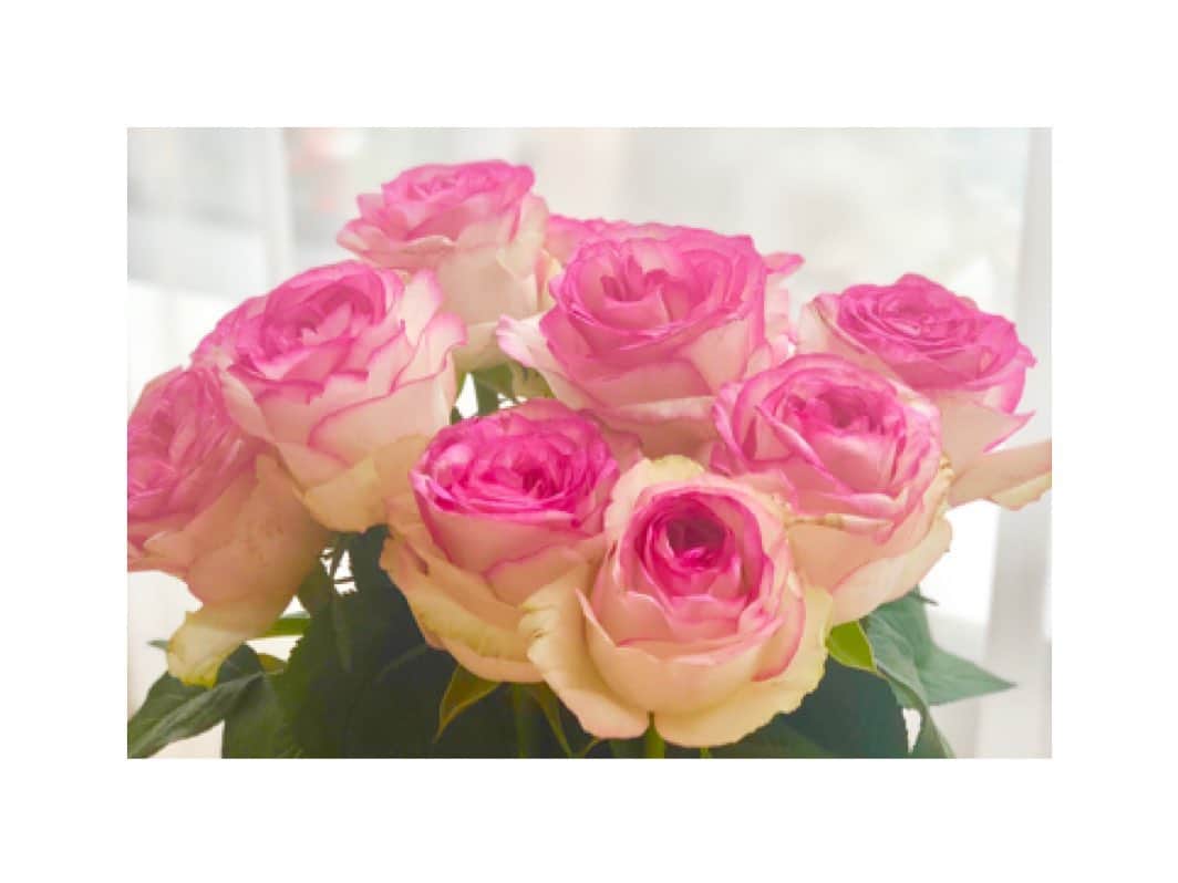 川村亜紀さんのインスタグラム写真 - (川村亜紀Instagram)「Dolce vitaという品種名の薔薇💕 咲き方もお色みも美しく、ほのかに香る感じも素晴らしい。 #dolcevita #rose #grace #pink  #howbeautiful  #livemylife #enjoymylife #asawoman #🌹 #薔薇大好き #優雅な美しさ  #甘い人生 #自分を生きる」5月13日 12時24分 - _aki1015_