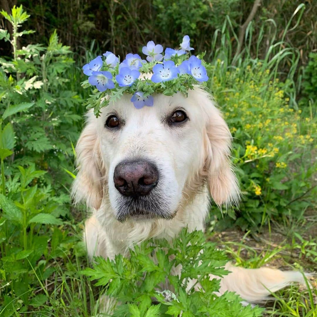 P太郎ママさんのインスタグラム写真 - (P太郎ママInstagram)「せっかくの #ネモフィラ 王子 なのにーーー。 犬が汚いっ！ 変顔ばっかやしっ！ #goldenretriever  #ゴールデンレトリバー」5月13日 21時52分 - ptarodada