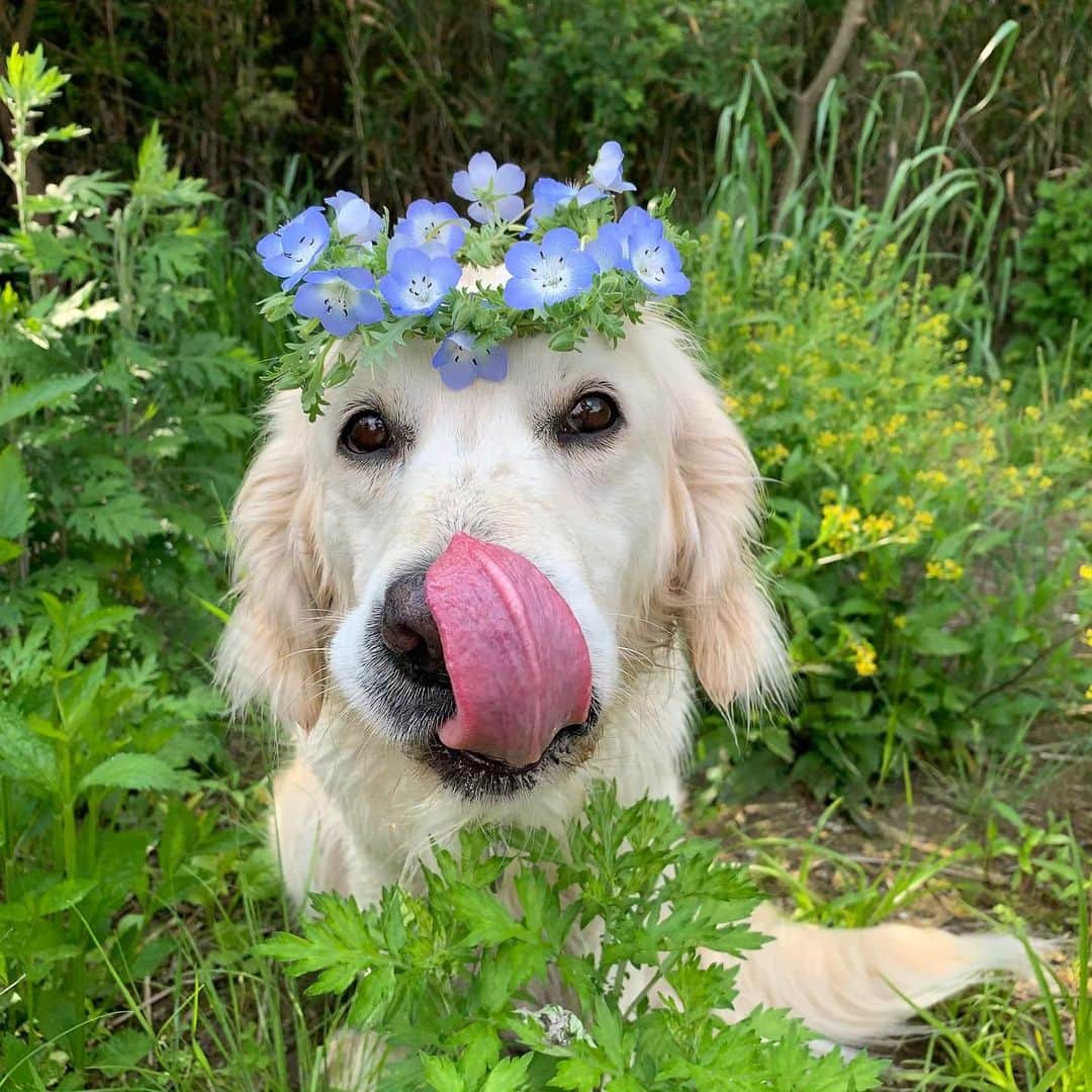 P太郎ママさんのインスタグラム写真 - (P太郎ママInstagram)「せっかくの #ネモフィラ 王子 なのにーーー。 犬が汚いっ！ 変顔ばっかやしっ！ #goldenretriever  #ゴールデンレトリバー」5月13日 21時52分 - ptarodada