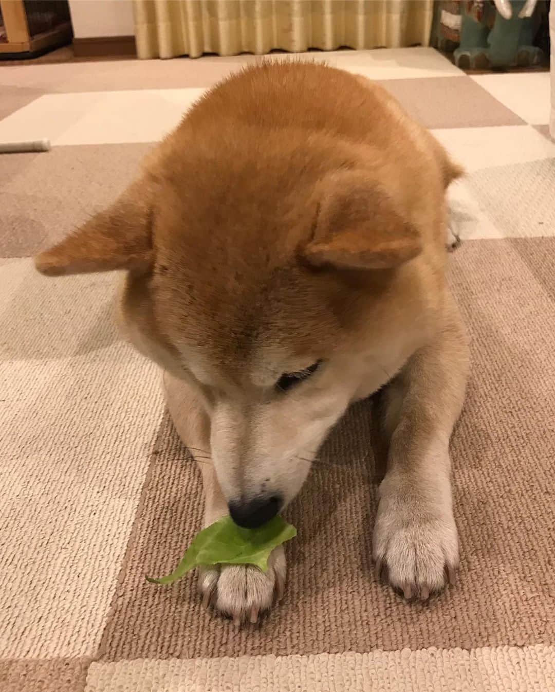 柴犬のモモさんのインスタグラム写真 - (柴犬のモモInstagram)「春キャベツ食べました #いぬ #イヌ #犬 #柴犬 #赤柴 #日本犬 #犬バカ部 #ふわもこ部 #いぬら部 #癒しわんこ #柴犬マニア #犬のいる暮らし #口角キュキュッと部 #shiba #shibainu #shibadog #dogstagram #dogsofinstagram #shibastagram #shibasofinstagram #shibamania #inu #instadog #toyota_dog」5月13日 21時53分 - shi_ba_i_nu_momo