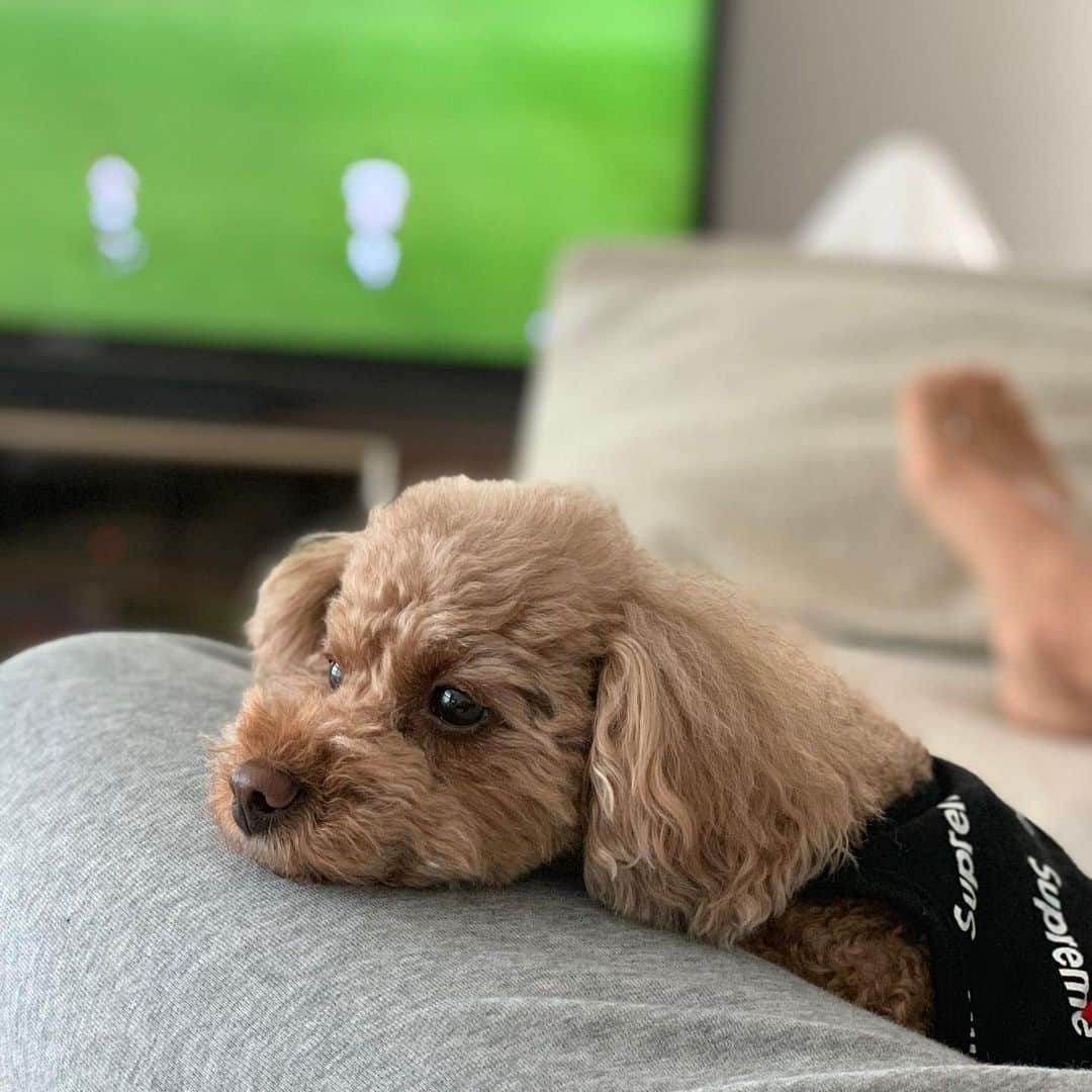 福西崇史さんのインスタグラム写真 - (福西崇史Instagram)「。 愛犬🐶とサッカー⚽️ 。 #愛犬の日 #癒し #ココ #トイプードル #dog #サッカー見てたら乗ってくる #俺の足はいい枕なの？ #どこ見てんの？#かわいい #溺愛 #ポートレートおじさん #soccer #instagood #instadog」5月13日 22時21分 - takashi_fukunishi