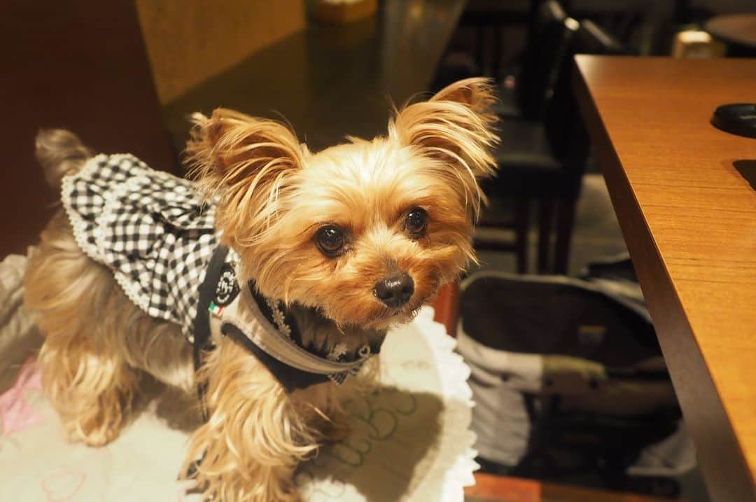 Rubyさんのインスタグラム写真 - (RubyInstagram)「ㅤㅤㅤㅤㅤㅤㅤㅤㅤㅤㅤㅤㅤㅤㅤ 🐶💬 throw back to the weekend. We went to our favorite Italian restaurant to celebrate my human’s birthday.  土曜日のこと。ママのお誕生日ランチは @osteria_dieci さんに行ったよ。 写真ないけど、ルビーは野菜とチキンのグリルを食べたよ。ママにディエチさんのおやつも買ってもらったよ。 ㅤㅤㅤㅤㅤㅤㅤㅤㅤㅤㅤㅤㅤㅤㅤ #yorkie #ヨーキー #yorkshireterrier #ヨークシャテリア」5月13日 22時46分 - ruby_the_yorkie