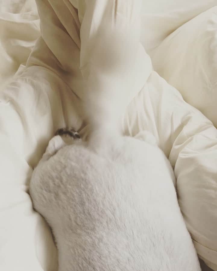 のインスタグラム：「ぐっともふもふNight🍑🍑🍑」