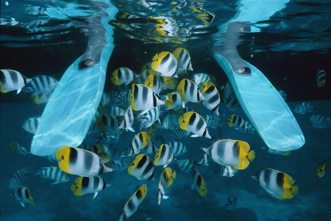 のインスタグラム：「Photo by @daviddoubilet | Butterfly fish inspect the flippers of a diver sitting above the waters near Rangiroa Island, French Polynesia. #ButterflyFish #Underwater #FrenchPolynesia」