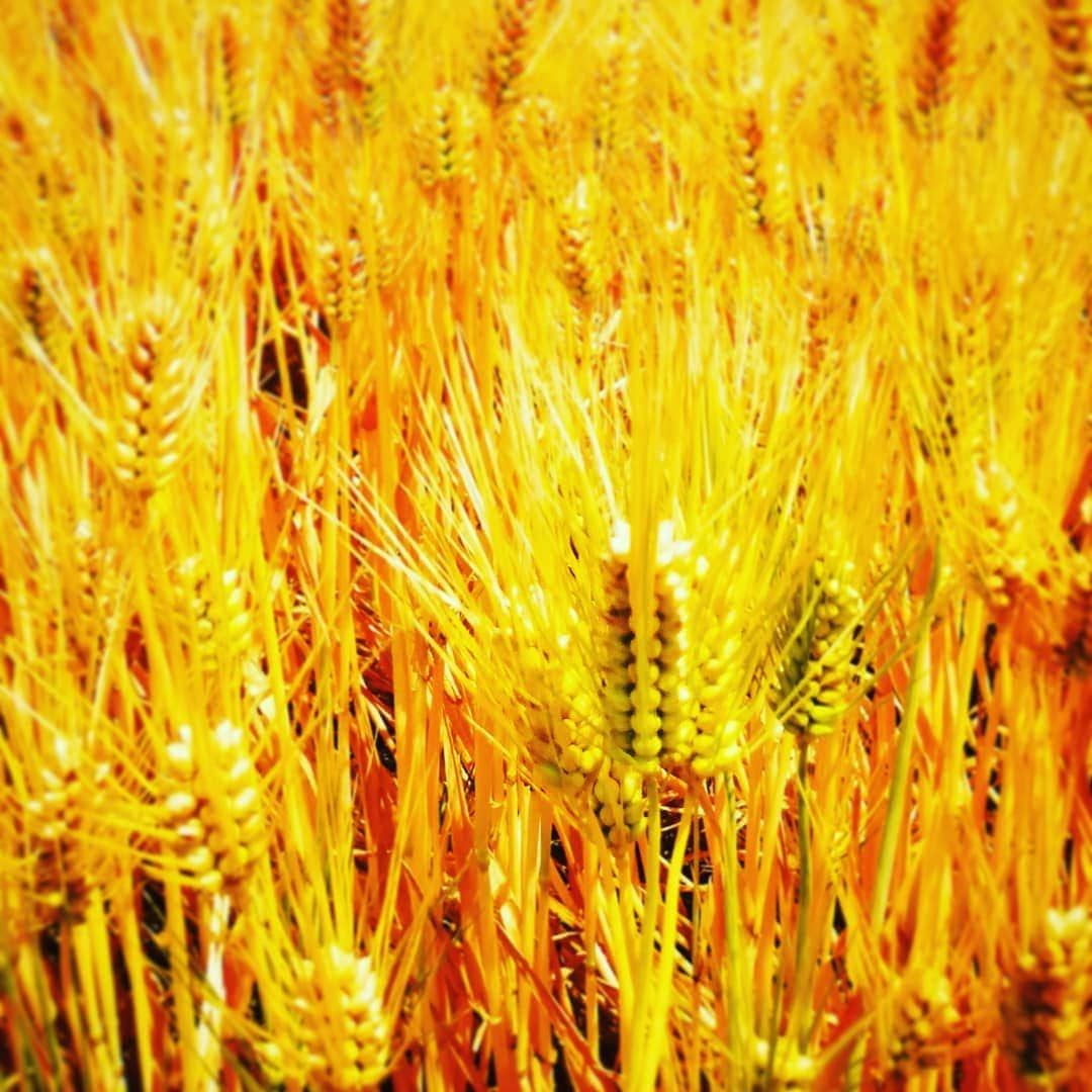 松本隆博のグルメインスタ