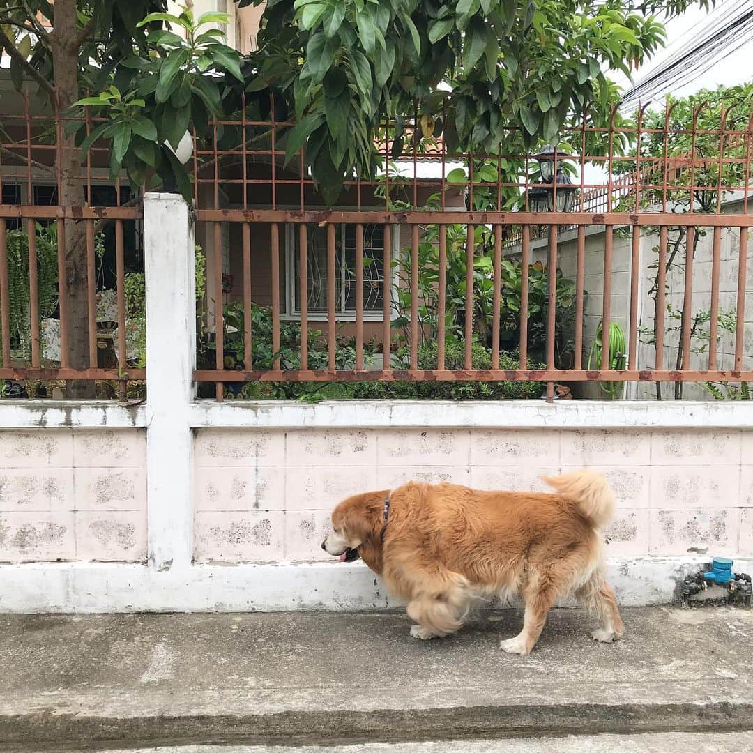 Hoykong&Plamuekのインスタグラム：「Cloudy Monday. #hoykong」