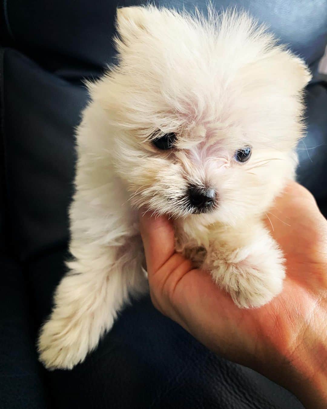 西村文男さんのインスタグラム写真 - (西村文男Instagram)「家族が増えました 名前はまだなんだけど、いい案あるかな ポメラニアンとマルチーズのミックス。 #愛犬の日 #まるぽめ」5月13日 14時17分 - fumionishimura