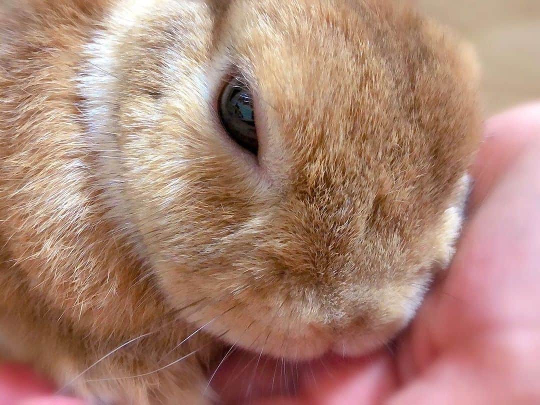 ラン?さんのインスタグラム写真 - (ラン?Instagram)「甘えんぼ‪(*ˊᵕˋ* )♡ ☆ 昨日のランさん🐰💗 母の日だったから、いっぱいもふもふしてあげるよ(っ^ω^c) って、、いつも甘えんぼだけどね♡ ☆  #うさぎ #ネザーランドドワーフ #rabbit #bunny #bunnystagram  #rabbitstagram  #cute  #かわいい #ふわもこ部  #もふもふ  #zip写真部  #アニマル写真部 #instagramjapan #netherlanddwarf #うさぎと暮らす  #うさぎのいる暮らし #癒し #kawaii #ランちゃん  2019.05.13」5月13日 15時04分 - mofumofuusako