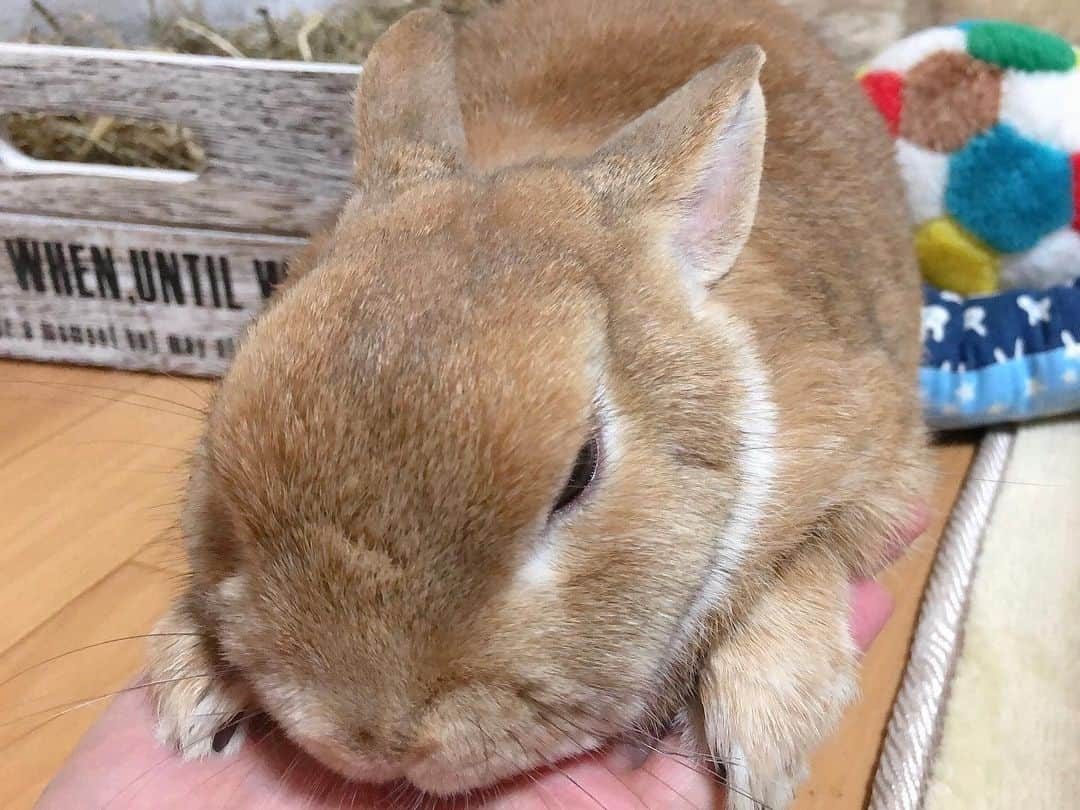 ラン?さんのインスタグラム写真 - (ラン?Instagram)「甘えんぼ‪(*ˊᵕˋ* )♡ ☆ 昨日のランさん🐰💗 母の日だったから、いっぱいもふもふしてあげるよ(っ^ω^c) って、、いつも甘えんぼだけどね♡ ☆  #うさぎ #ネザーランドドワーフ #rabbit #bunny #bunnystagram  #rabbitstagram  #cute  #かわいい #ふわもこ部  #もふもふ  #zip写真部  #アニマル写真部 #instagramjapan #netherlanddwarf #うさぎと暮らす  #うさぎのいる暮らし #癒し #kawaii #ランちゃん  2019.05.13」5月13日 15時04分 - mofumofuusako