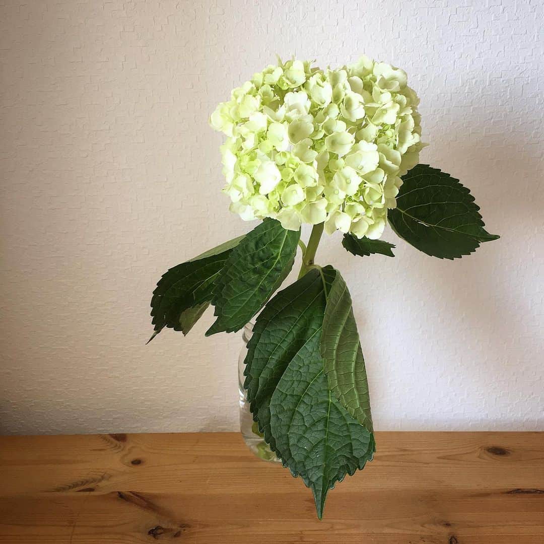 ecruのインスタグラム：「2019/05/13 (mon) GW中から風邪をひいていた息子、やっと元気になり登校しました。 元気でいてくれることが、何よりの幸せです。 …という私も、GW中は病院で過ごしましたが、今は元気に生活しています。 ・ 今週からまた、レッスンにPTAにランチに…と日常が戻ってきました。 ふだんの暮らしが、とても幸せに感じます。 ・ #紫陽花 #花のある暮らし #日々 #暮らし #ふだんの暮らし」