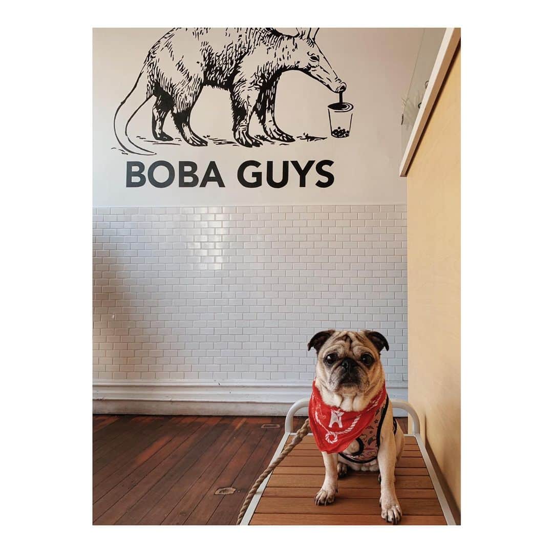Melissa Santiagoのインスタグラム：「A Boba Gal at @bobaguys ⚫️⚫️⚫️⚫️ #DailyPug #LeicaHarrietPancakes」