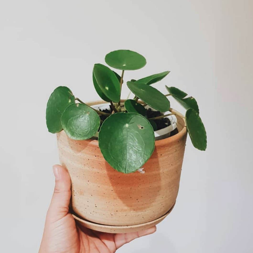 The Louunのインスタグラム：「#pilea available now #plants #plantsofinstagram」