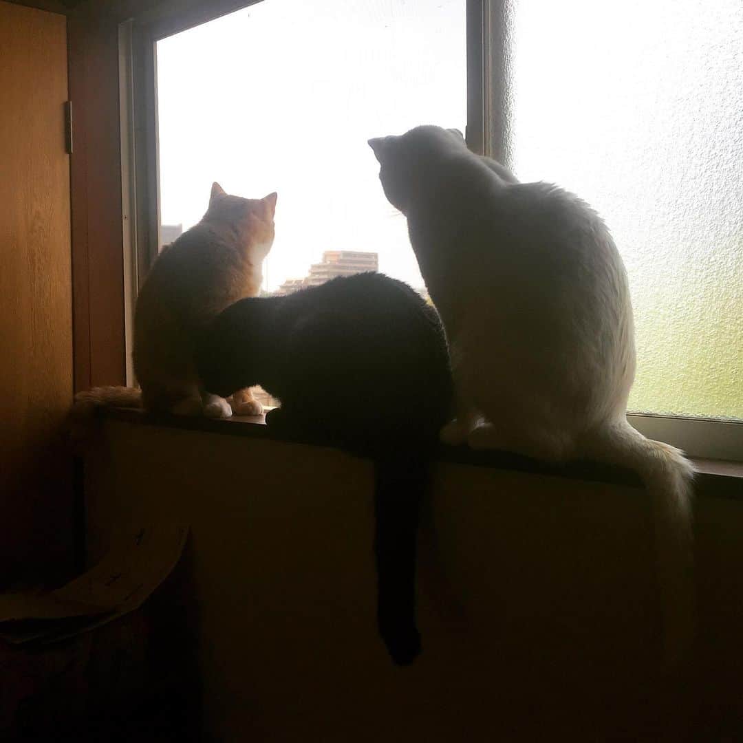 金巻ともこさんのインスタグラム写真 - (金巻ともこInstagram)「窓際に集まりがち。そして逆光3色猫とても難しい。 #kurohakuchai #cat #blackcat #黒猫 #茶トラ #猫多頭飼い #tabby #orangetabby #whitecat #白猫」5月13日 15時28分 - tomotomoco