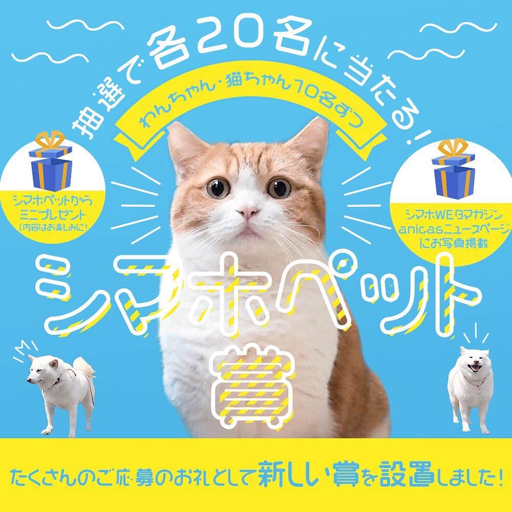 八兵衛のインスタグラム：「🐶🐱キャンペーンまだまだやってます✨ 『シマホペット賞』が追加されたそうです❣️ * * 🐶🐱『シマホペット賞』 シマホWEBマガジンanicasニュースページに掲載＆ミニプレゼントがもらえます！ * * * 🐶🐱キャンペーン内容 🎊1～3位 「いぬのきもち」「ねこのきもち」9月号内に掲載される島忠広告記事モデルになれます！ * * 🎊4～5位：  anicasタレントとのコラボ画像をタレントがインスタに投稿します✨ * * 🐶🐱【応募・投票期間：～5月26日まで】 * * ❤️ストーリーから応募できます❤️ * * #シマホペット #島忠 #シマホペットモデル #ペットモデル #ほぼ黒パグ #おじいちゃん犬 #パグ #pug #puggy #puglife #puglove #petstagram #pugstagram #pugsofinstagram #pugs #dog #ふわもこ部  @igersjp #IGersJP #east_dog_japan #pecoイヌ部 #八兵衛 #はちべえ」
