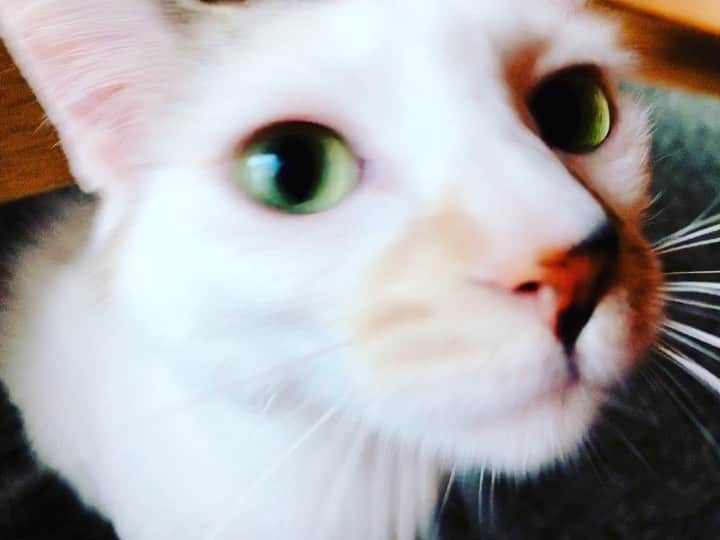 のインスタグラム：「ばあちゃんの家へ。 ミケは昨日はずっと暴れてた。 モモはまたでかくなってたし サクラは持ってきたカーネーションを狙ってた。  #ねこすたぐらむ #cat」
