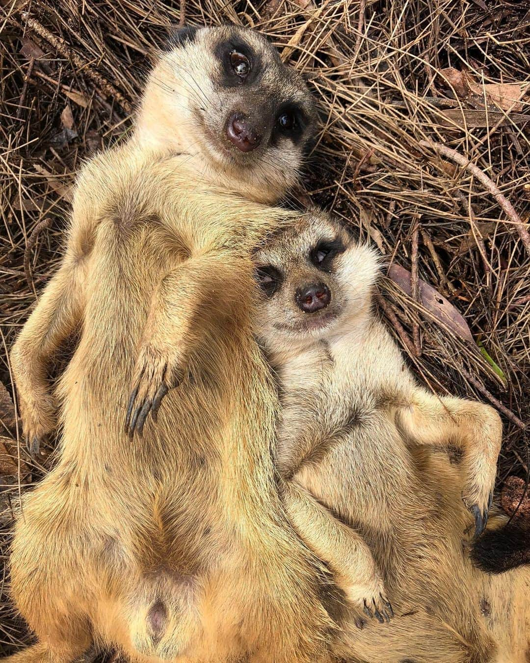 タロンガ動物園さんのインスタグラム写真 - (タロンガ動物園Instagram)「Monday’s....💤💤💤 Image via the wonderful @lv.clrk  #ForTheWild」5月13日 15時56分 - tarongazoo