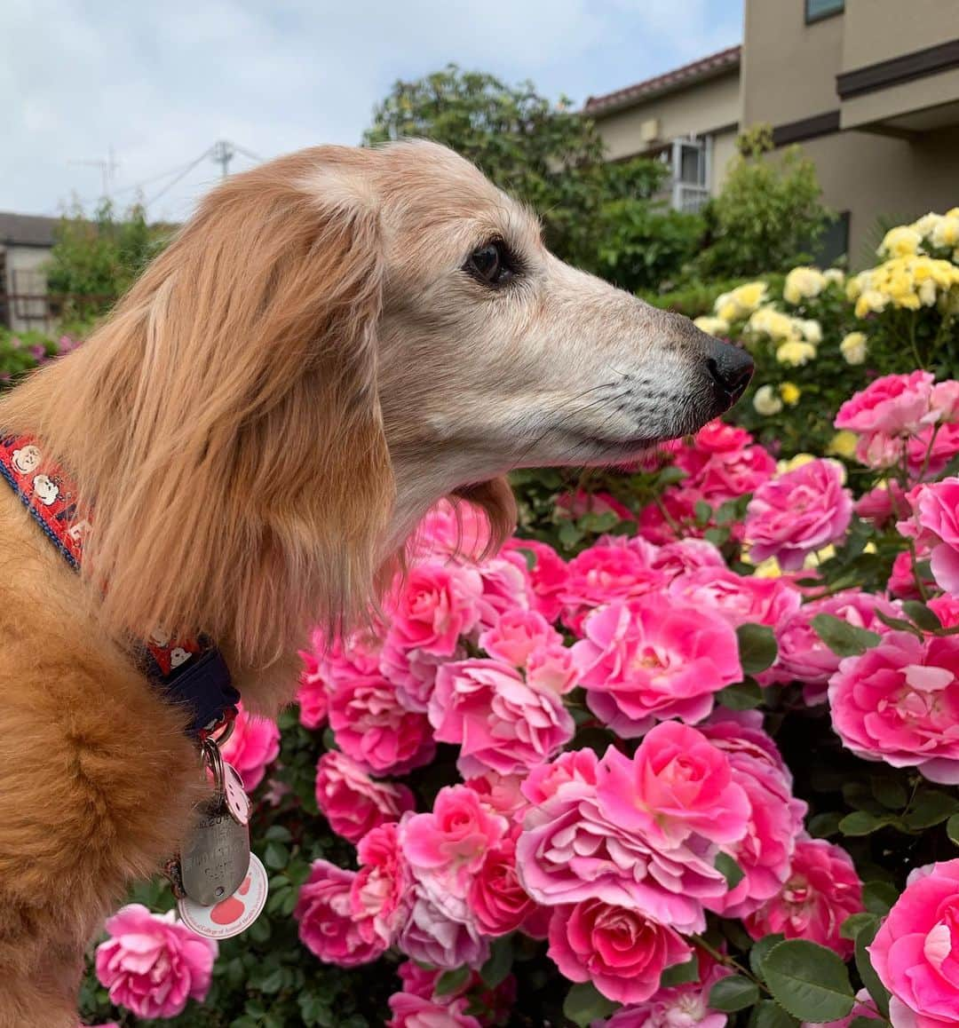 向日葵?さんのインスタグラム写真 - (向日葵?Instagram)「今日はちーくん病院day🏥 その前にバラ公園に行って見たよ🌹 種類もいっぱい綺麗だったね☺️ ＊ エコー検査して やはり胆泥症が気になり またお薬(ウルソ)飲む事に💊 ネクスガードスペクトラも始めるよ❗️ 体重3.9㌔ ＊ 前からお尻にあるイボに糸を巻きました🧵 3週間くらいで取れるらしい。 ちーくん病院お疲れ様💕 ＊ #犬#ダックス#ダックスフンド#ミニチュアダックス#dachs#いぬぐみ📛#pecoいぬ部#シニア犬 #よく寝るシニア犬#わんぱく部#サンデイ#todayswanko #east_dog_japan #ボンボンハイスクール#青和ばら公園」5月13日 16時01分 - hinata.miyuki