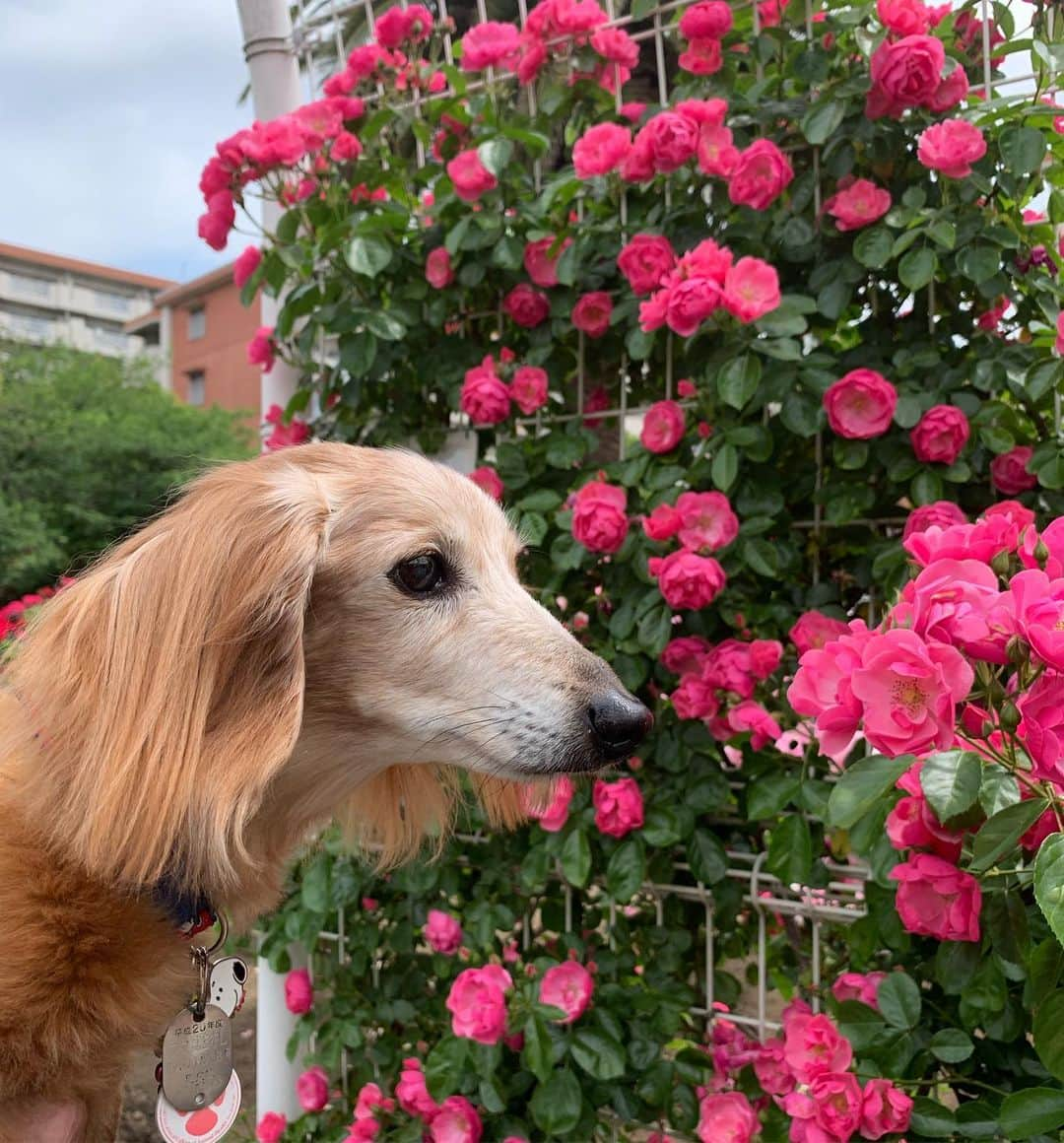 向日葵?さんのインスタグラム写真 - (向日葵?Instagram)「今日はちーくん病院day🏥 その前にバラ公園に行って見たよ🌹 種類もいっぱい綺麗だったね☺️ ＊ エコー検査して やはり胆泥症が気になり またお薬(ウルソ)飲む事に💊 ネクスガードスペクトラも始めるよ❗️ 体重3.9㌔ ＊ 前からお尻にあるイボに糸を巻きました🧵 3週間くらいで取れるらしい。 ちーくん病院お疲れ様💕 ＊ #犬#ダックス#ダックスフンド#ミニチュアダックス#dachs#いぬぐみ📛#pecoいぬ部#シニア犬 #よく寝るシニア犬#わんぱく部#サンデイ#todayswanko #east_dog_japan #ボンボンハイスクール#青和ばら公園」5月13日 16時01分 - hinata.miyuki