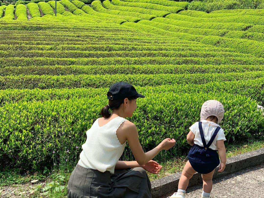 鈴木あすなさんのインスタグラム写真 - (鈴木あすなInstagram)「\天空の茶畑。/ . 想像以上に過酷な山を登ること30分。 想像以上に綺麗な絶景が広がる。 . 岐阜のマチュピチュと呼ばれるだけある、価値ある場所でした。 . 娘はほとんど歩かずパパに抱っこで終始ご機嫌。 . こういう時にアスリートの主人でよかったと思う。笑 . 無農薬で作られている三年番茶を。これから新茶の季節が楽しみ♫ .  #天空の茶畑 #岐阜のマチュピチュ#新茶 #お茶を楽しむ #急須でお茶を淹れる #揖斐茶 #春日茶 #無農薬茶」5月13日 16時21分 - asunasuzuki