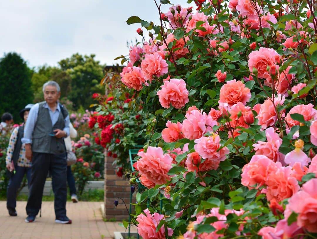 平塚市さんのインスタグラム写真 - (平塚市Instagram)「* 【ローズフェスティバル】 花菜ガーデンでは 約1,300品種のバラが 競うように咲き始めています。 バラの香りを楽しみながら ゆったりと楽しんでくださいね。 ***************** #手をつなぎたくなる街 #hiratsukagood #hiratsuka#平塚 #shonan#湘南 #kanagawaphotoclub #薔薇#バラ #ばら#rose #バラの香り #ローズフェスティバル #花菜ガーデン #薔薇の轍 #ザ花部#はなまっぷ #flowerstagram #充実した休日 #週末の過ごし方 #日々#暮らし #instagramjapan#igersjp」5月13日 17時03分 - hiratsukagood