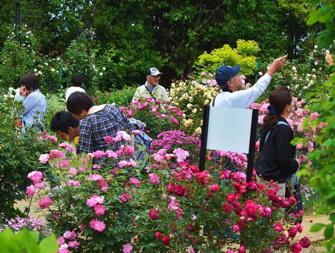 平塚市さんのインスタグラム写真 - (平塚市Instagram)「* 【ローズフェスティバル】 花菜ガーデンでは 約1,300品種のバラが 競うように咲き始めています。 バラの香りを楽しみながら ゆったりと楽しんでくださいね。 ***************** #手をつなぎたくなる街 #hiratsukagood #hiratsuka#平塚 #shonan#湘南 #kanagawaphotoclub #薔薇#バラ #ばら#rose #バラの香り #ローズフェスティバル #花菜ガーデン #薔薇の轍 #ザ花部#はなまっぷ #flowerstagram #充実した休日 #週末の過ごし方 #日々#暮らし #instagramjapan#igersjp」5月13日 17時03分 - hiratsukagood