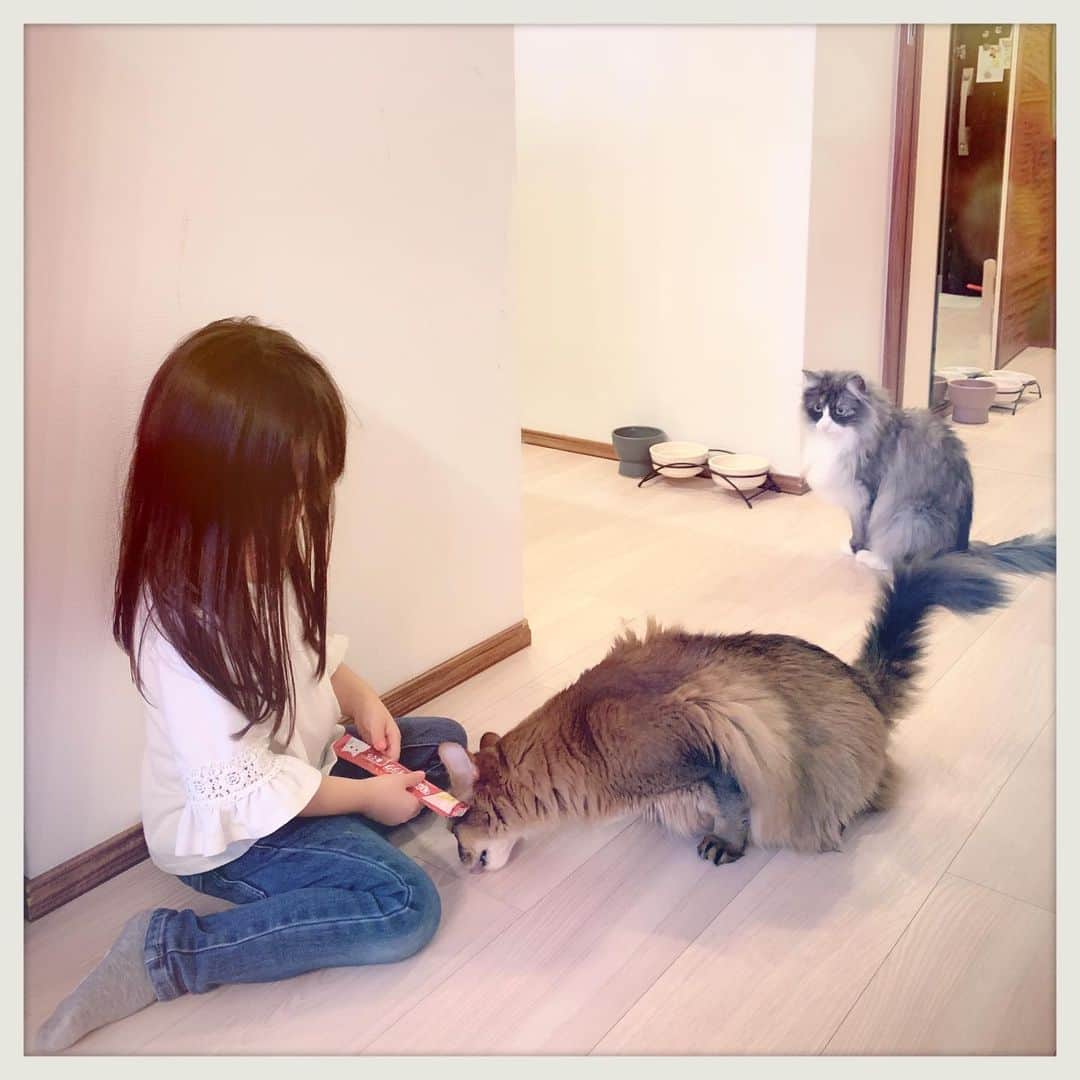 のインスタグラム：「2019.05.13 可愛い子供達が猫達に会いに来た！ オモチャやチュールを沢山持ってきてくれてありがとう😭 あっっっという間に大きくなって 女の子ぽくなったり お喋りになったり 会うたびにジーンときます。  #癒しの休日 #ソマリ#ラグドール #マンチカン#ノルウェージャンフォレストキャット#tomocahome#ねこ#cats#family#Somali#ragdoll#NorwegianForestCat#cats#家族#love#happylife #多頭飼い  #猫とこども #自慢の友達の自慢の娘」