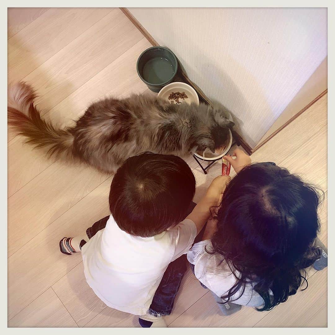 知華さんのインスタグラム写真 - (知華Instagram)「2019.05.13 可愛い子供達が猫達に会いに来た！ オモチャやチュールを沢山持ってきてくれてありがとう😭 あっっっという間に大きくなって 女の子ぽくなったり お喋りになったり 会うたびにジーンときます。  #癒しの休日 #ソマリ#ラグドール #マンチカン#ノルウェージャンフォレストキャット#tomocahome#ねこ#cats#family#Somali#ragdoll#NorwegianForestCat#cats#家族#love#happylife #多頭飼い  #猫とこども #自慢の友達の自慢の娘」5月13日 17時11分 - tomoca1204