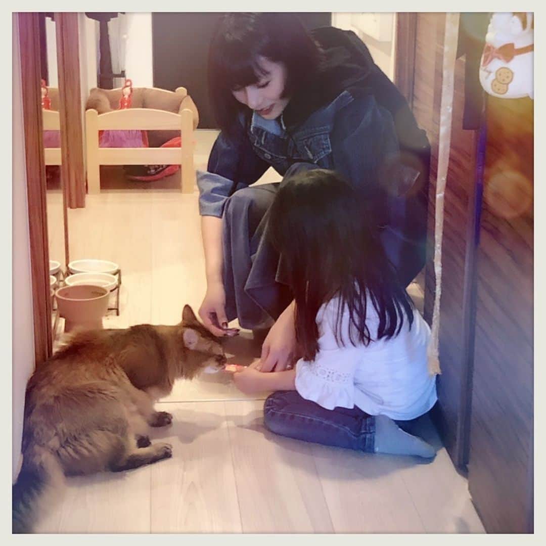 知華さんのインスタグラム写真 - (知華Instagram)「2019.05.13 可愛い子供達が猫達に会いに来た！ オモチャやチュールを沢山持ってきてくれてありがとう😭 あっっっという間に大きくなって 女の子ぽくなったり お喋りになったり 会うたびにジーンときます。  #癒しの休日 #ソマリ#ラグドール #マンチカン#ノルウェージャンフォレストキャット#tomocahome#ねこ#cats#family#Somali#ragdoll#NorwegianForestCat#cats#家族#love#happylife #多頭飼い  #猫とこども #自慢の友達の自慢の娘」5月13日 17時11分 - tomoca1204