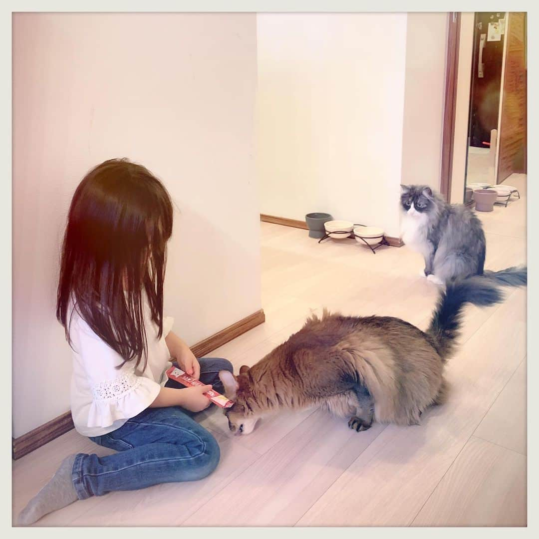 知華さんのインスタグラム写真 - (知華Instagram)「2019.05.13 可愛い子供達が猫達に会いに来た！ オモチャやチュールを沢山持ってきてくれてありがとう😭 あっっっという間に大きくなって 女の子ぽくなったり お喋りになったり 会うたびにジーンときます。  #癒しの休日 #ソマリ#ラグドール #マンチカン#ノルウェージャンフォレストキャット#tomocahome#ねこ#cats#family#Somali#ragdoll#NorwegianForestCat#cats#家族#love#happylife #多頭飼い  #猫とこども #自慢の友達の自慢の娘」5月13日 17時11分 - tomoca1204