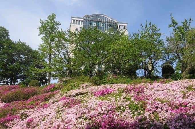 Soka Universityさんのインスタグラム写真 - (Soka UniversityInstagram)「Campus Seasonal Photos May ① 丹木の歳時記 皐月① ⑴ 中央教育棟 ⑵ 八重桜 ⑶ 本部棟 ⑷ 栄光の道 ⑸ 白藤(シロフジ) ⑹ 黄海老根(キエビネ) ⑺ 花水木(ハナミズキ) ⑻ 山吹(ヤマブキ) ⑼ 山躑躅(ヤマツツジ) ⑽ 黄鶲(キビタキ) #discoversoka #sodaigram #sokauniversity #hachioji #tokyo #japan #campus #university #spring #may #beautiful #nature #global #international #創価大学 #八王子 #東京 #日本 #キャンパス #大学 #春 #美しい #自然 #グローバル #国際」5月13日 17時13分 - sokauniversity