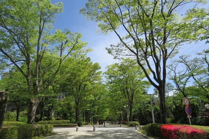 Soka Universityさんのインスタグラム写真 - (Soka UniversityInstagram)「Campus Seasonal Photos May ① 丹木の歳時記 皐月① ⑴ 中央教育棟 ⑵ 八重桜 ⑶ 本部棟 ⑷ 栄光の道 ⑸ 白藤(シロフジ) ⑹ 黄海老根(キエビネ) ⑺ 花水木(ハナミズキ) ⑻ 山吹(ヤマブキ) ⑼ 山躑躅(ヤマツツジ) ⑽ 黄鶲(キビタキ) #discoversoka #sodaigram #sokauniversity #hachioji #tokyo #japan #campus #university #spring #may #beautiful #nature #global #international #創価大学 #八王子 #東京 #日本 #キャンパス #大学 #春 #美しい #自然 #グローバル #国際」5月13日 17時13分 - sokauniversity