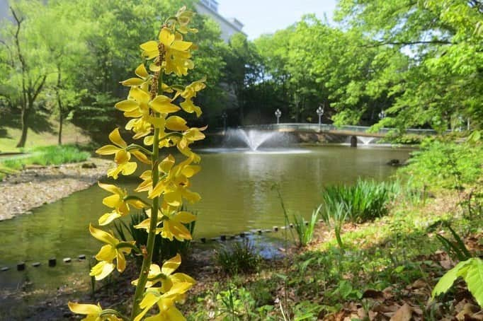 Soka Universityさんのインスタグラム写真 - (Soka UniversityInstagram)「Campus Seasonal Photos May ① 丹木の歳時記 皐月① ⑴ 中央教育棟 ⑵ 八重桜 ⑶ 本部棟 ⑷ 栄光の道 ⑸ 白藤(シロフジ) ⑹ 黄海老根(キエビネ) ⑺ 花水木(ハナミズキ) ⑻ 山吹(ヤマブキ) ⑼ 山躑躅(ヤマツツジ) ⑽ 黄鶲(キビタキ) #discoversoka #sodaigram #sokauniversity #hachioji #tokyo #japan #campus #university #spring #may #beautiful #nature #global #international #創価大学 #八王子 #東京 #日本 #キャンパス #大学 #春 #美しい #自然 #グローバル #国際」5月13日 17時13分 - sokauniversity