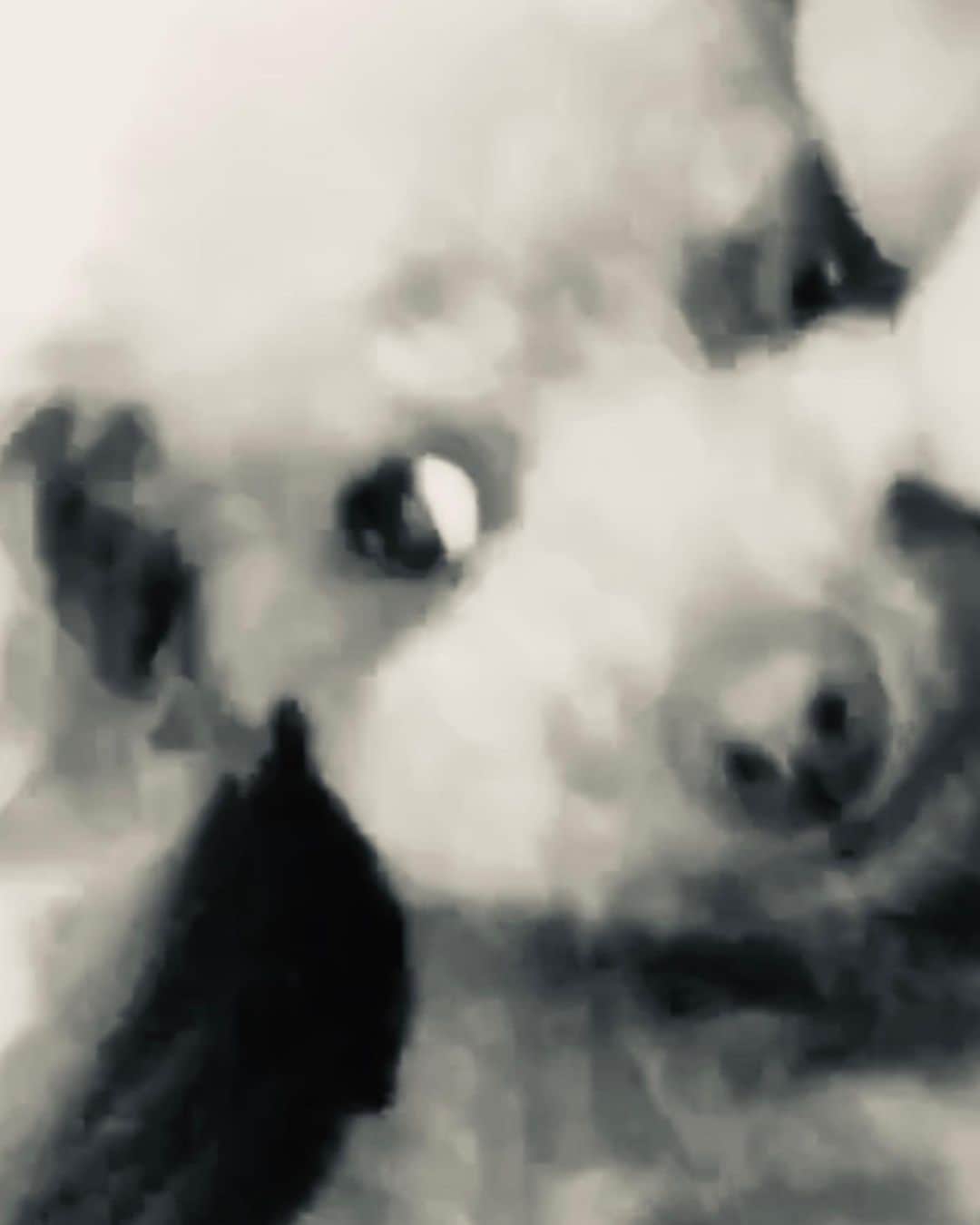 阿部真央さんのインスタグラム写真 - (阿部真央Instagram)「過去のですが。love♡ そしてこの顔。  #愛犬の日 #dog」5月13日 17時15分 - abemao_official