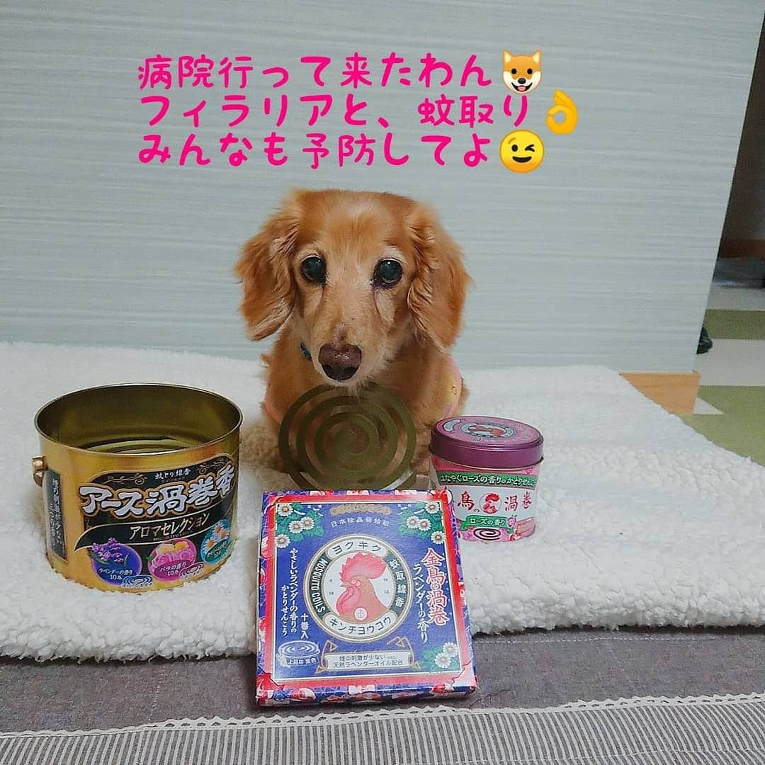 ピックさんのインスタグラム写真 - (ピックInstagram)「ピックちゃん病院行って来たよー✨ 、 お鼻のおはげも、なんともないよーだって(笑) 、 ワクチンの副作用も出なくて❗元気👍 、 健康診断は、後程郵送だよ❗ 、 フィラリアも、ノミダニ兼用に❗ それと共に❗蚊取りが手放せない❗ 、 みんなも予防してよ😉 、 病院から、帰ってきたら、ピンポーン😃 @momo.621 えみちゃんが、行ってもいい～👍って❗ 、 LAWSONのフローズンパーティーもっと来てくれたよ😉 、 えみちゃんが、ティラミス味食べてさ❗ ちょっとしてら、タピオカ入っとるけど❗めちゃくちゃ不味い❗ とかって、食べてミーって❗食べたらさ❗ 、 タピオカってよりもゼリーみたいだから、原材料見たらさ😝😝😝😝😝 コンニャクゼリーだが(笑) またまた、大笑いしたが‼️ 、 、旨いよ～レンジで、チン❤️ 、 三時間だけど、お喋りして楽しかったねっ😃ピックちゃんもルンルン❗ 、 夕飯は👍ちゃんちゃん焼き👌 @kuutanxionggu 、 #動物病院  #蚊取り線香  #ローソン  #フローズン  #ちゃんちゃん焼き #instadog #ilovedog #dogstagram #west_dog_japan #all_dog_japan #todayswanko #inulog #coolangel #ミニチュアダックス #ミニチュアダックスフンド #イヌスタグラム #いぬすたぐらむ #犬 #だいすき #美容 #ダイエット #いぬドル #かわいい #シニア犬 #14歳 #ピック #モデル犬 #イケワン #わんわん小学校」5月13日 17時52分 - pick09040904