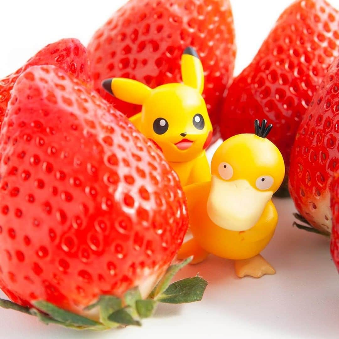 ピカチュウ公式Instagramさんのインスタグラム写真 - (ピカチュウ公式InstagramInstagram)「【今日のピカチュウ】 ピカチュウとコダックはかくれんぼ❓🎶 赤い実の影から……ひょこっ💡 #pikachu #psyduck #pokemon #pikachu_snap #photooftheday #strawberry #fruit #red #ピカチュウ #コダック #ポケモン #いちご #フルーツ #かくれんぼ #赤」5月13日 18時00分 - pokemon_jpn