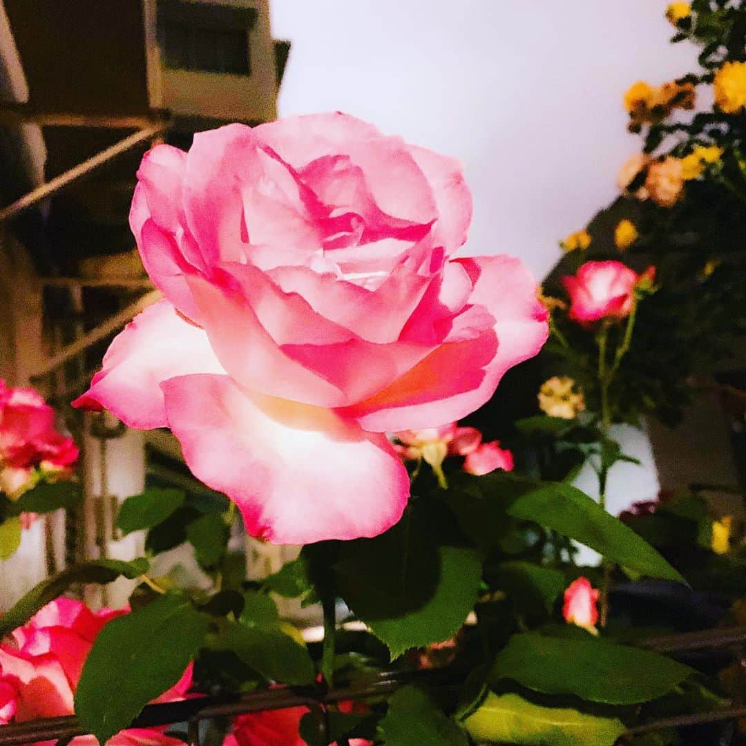 亜希子さんのインスタグラム写真 - (亜希子Instagram)「自宅近所に薔薇園があり、夜でもフェンス越しにオーガニック栽培のバラちゃんが、こんもりと咲いているのがのぞける🌹 ・ 薔薇を見て、美しさの養分をお裾分けしていただき、私も一応、美をチャージする。 ・ なんだか感情が忙しい。 ・ 全て幸福なほうに忙しいのだから、感謝しかないのだが、ここから先は未知なるゾーンというか、不安にヤラレそうになる。 ・ でも、不安にかられるくらいなら、書け私。 ・ あのとき失敗した恋や、めちゃくちゃ頑張った仕事や、選ばれなくて悔しい思いをしたオーディションや、若くして大人とぶつかった出来事とか、報われなかったこと、その全てが上手く調和して、なんだか恐ろしく世界が美しい。 ・ そして引き続き、私はまたここから、ドブの中から這うようにして生き続けるのかも知れない。」5月13日 23時28分 - akiko_ohki