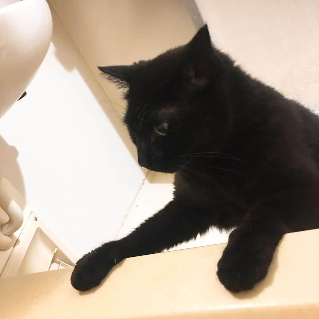 金巻ともこさんのインスタグラム写真 - (金巻ともこInstagram)「めずらしくお風呂に来たクロ。 #kurohakuchai #blackcat #cat #黒猫 #猫」5月13日 23時33分 - tomotomoco