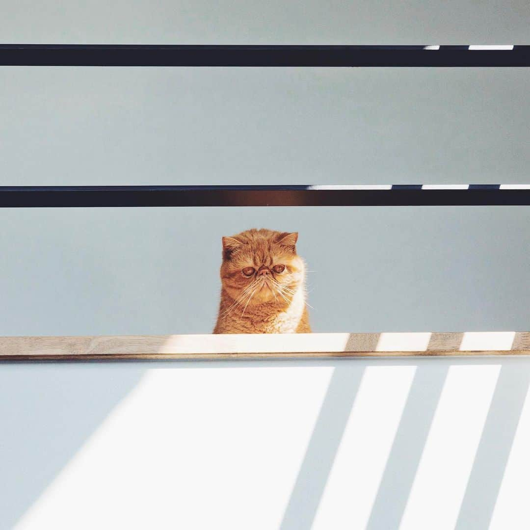 orangehouse （オレンジハウス）さんのインスタグラム写真 - (orangehouse （オレンジハウス）Instagram)「・ 猫ちゃんもお気に入りの、 ポカポカ陽だまりが心地良い 吹き抜けの空間♪ ・ #オレンジハウス #オレンジハウス静岡 #オレンジハウス東京 #orangehouse #建築 #インテリア #注文住宅 #ねこと暮らす #新築 #マイホーム #house #ねこすたぐらむ #住宅 #interior #マイホーム計画 #暮らし #ねこのきもち #myhome #設計 #一戸建て #施工事例 #無垢材 #猫のいる風景 #ゼロキューブ #zerocube #インダストリアル #リノベーション #自由が丘 #静岡」5月13日 18時03分 - orangehouse_tokyo